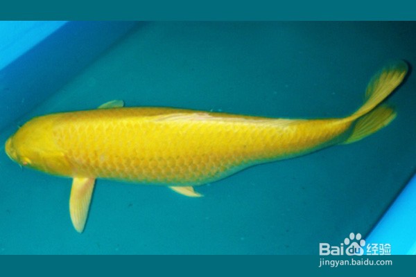 锦鲤的品种图解