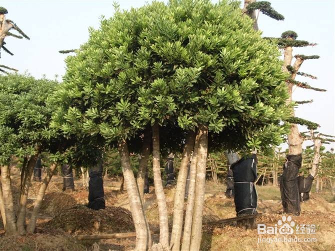 杨梅树怎么修剪