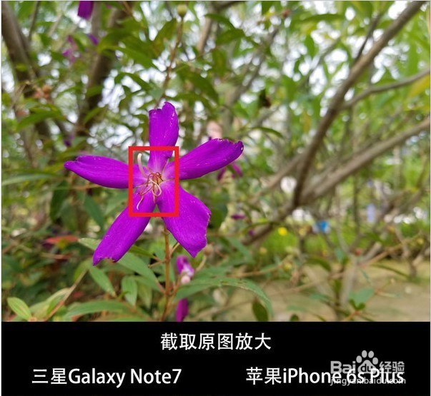 三星Note7拍照对比iPhone 6s Plus