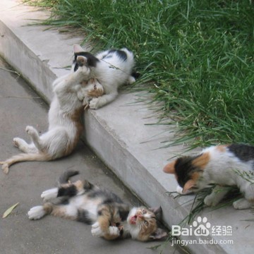 如何爱宠物一辈子