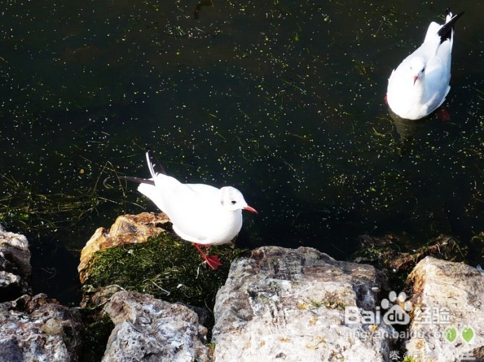 【春的迁徙】冬日，昆明观鸥攻略