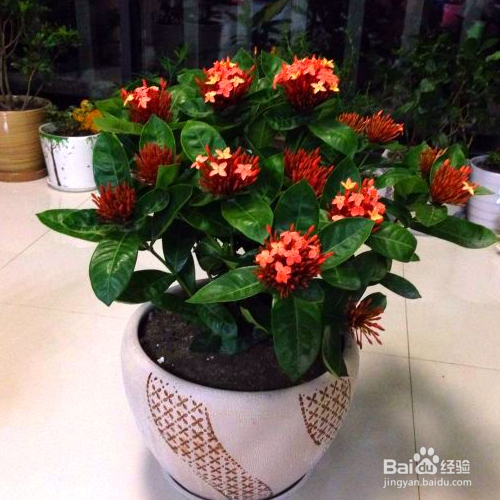 仙丹花不开花应该怎么办？