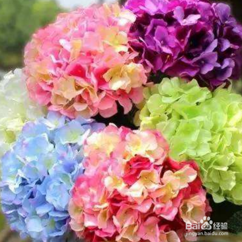 饲养绣球鲜切花的方法有哪些？