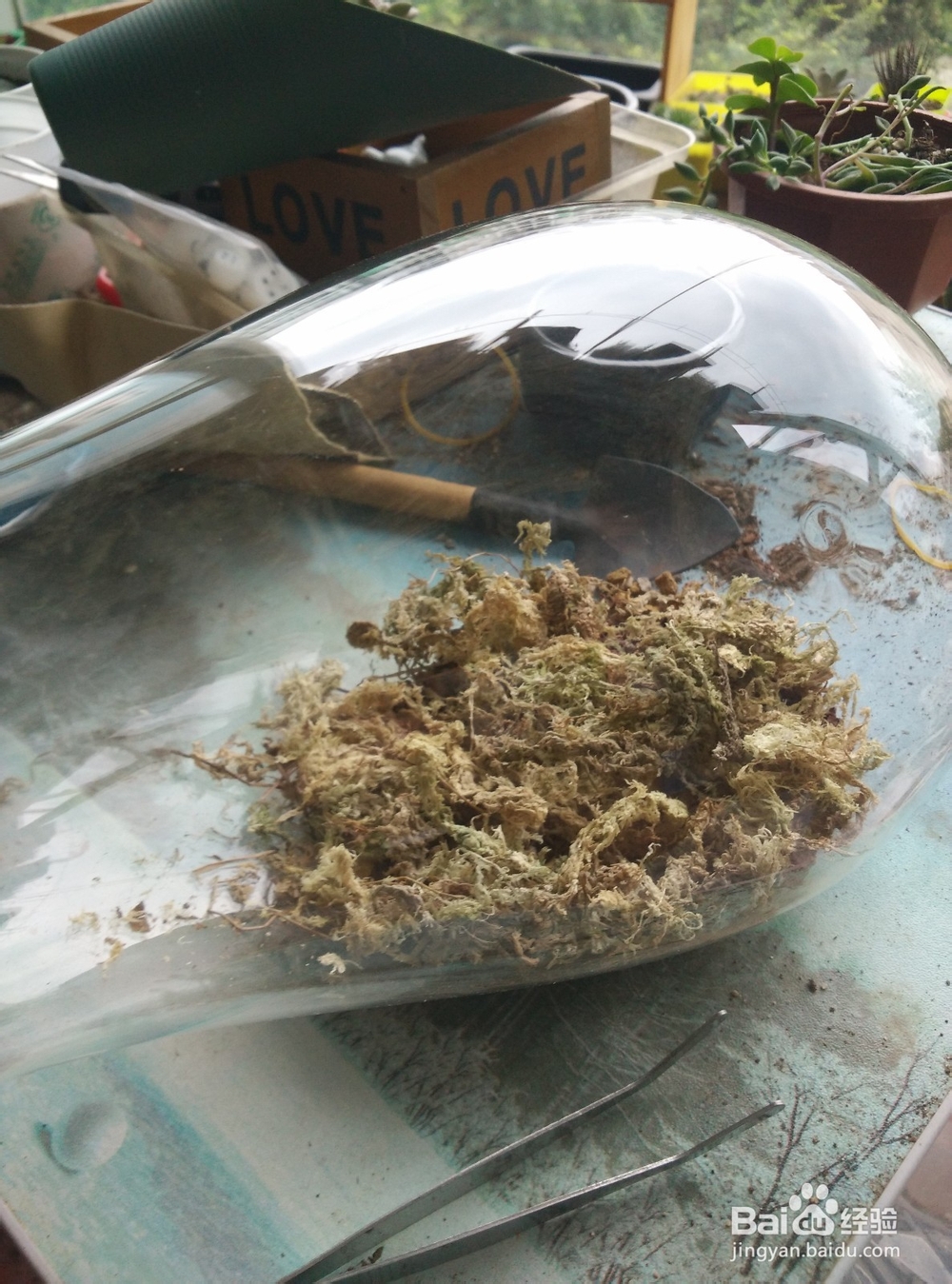 苔藓植物微景观制作步骤