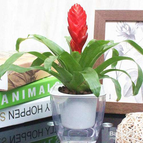 卡图红剑的养殖方法和注意事项