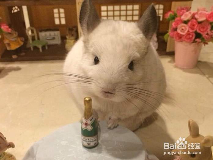 如何让龙猫晚上睡觉