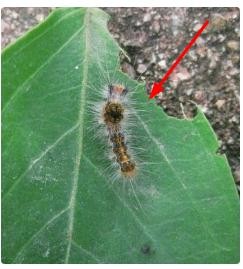 麒麟花的养殖方法和注意事项