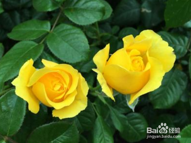 黄玫瑰的寓意?