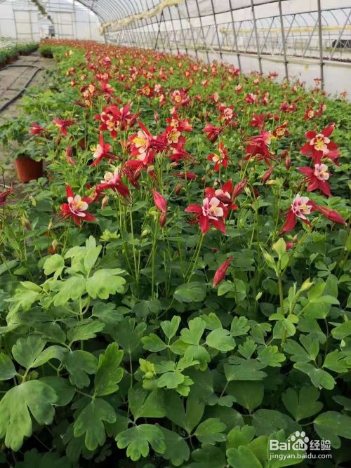 公园节点春天种什么草花 3 4月优质草花推荐五 百度经验