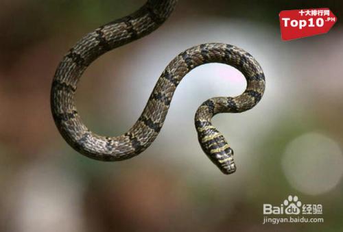 头上长角五个脑袋 盘点世界上最怪异的十种蛇