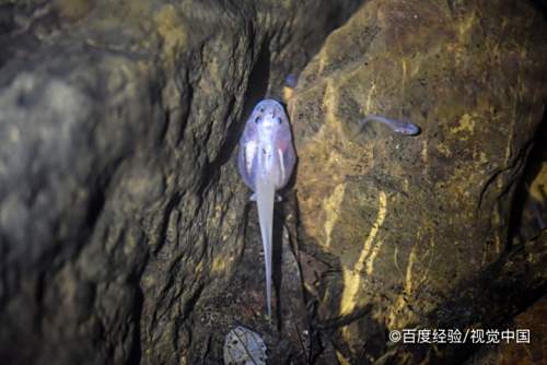 蝌蚪是昆虫吗为什么