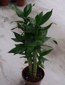 富贵竹怎么料理