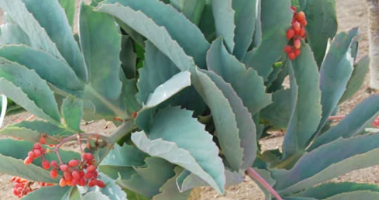 常见多肉种类有哪些