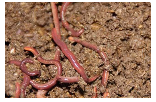 用什么药可以捕捉蚯蚓