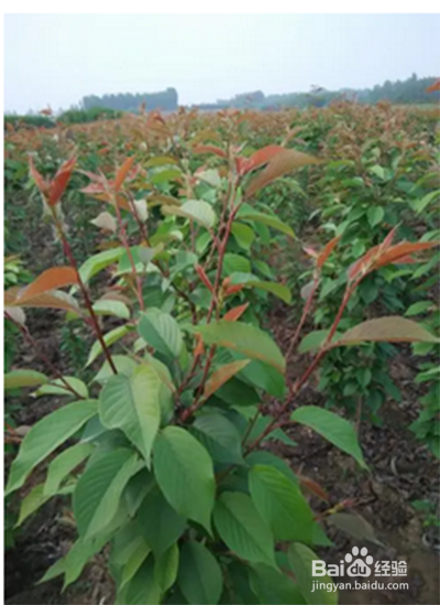 樱花嫁接时间和方法