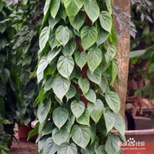 心叶藤下面养殖？