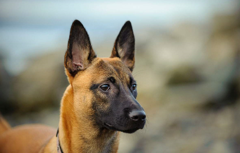 马犬一餐要吃多少狗粮