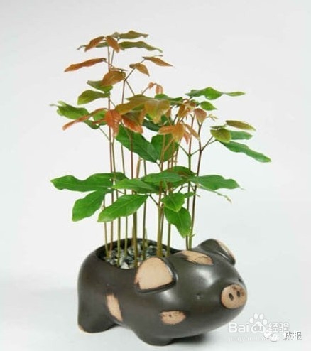 柚子、桂圆、火龙果，都可以变成有趣的盆栽