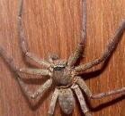 白额高脚蛛怎么养