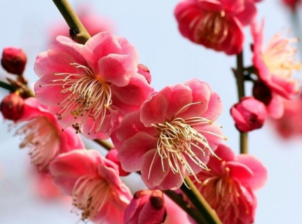 南京市的花名是什么