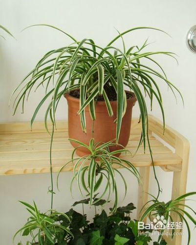 办公桌植物有哪些