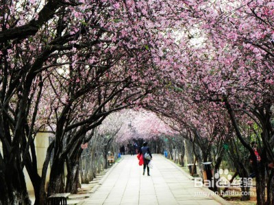 2017年赏樱花公略 哪里可以看樱花