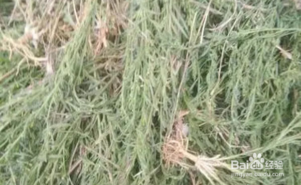 中药麦黄草人工种植方法