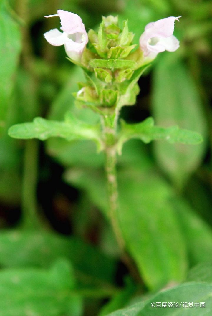 夏枯草猪肉汤怎么做