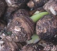 怎样把芋头水培成绿植