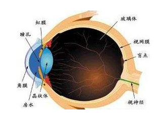 视神经萎缩康复病例