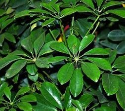 七叶莲怎么养#校园分享#