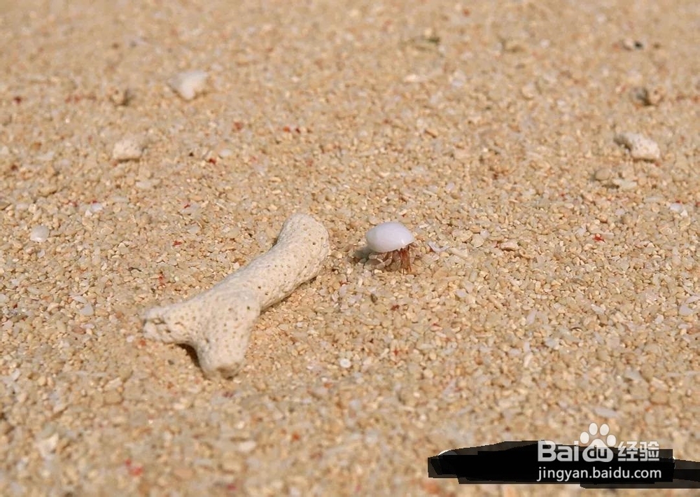 如何用PS合成菠萝城堡?