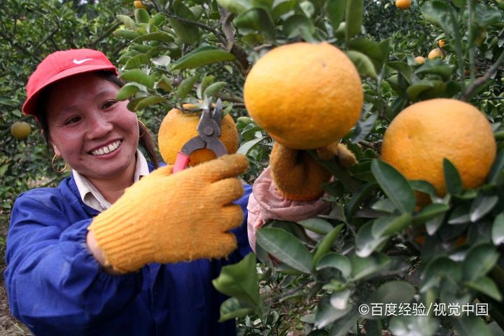 哺乳期能吃橙子吗