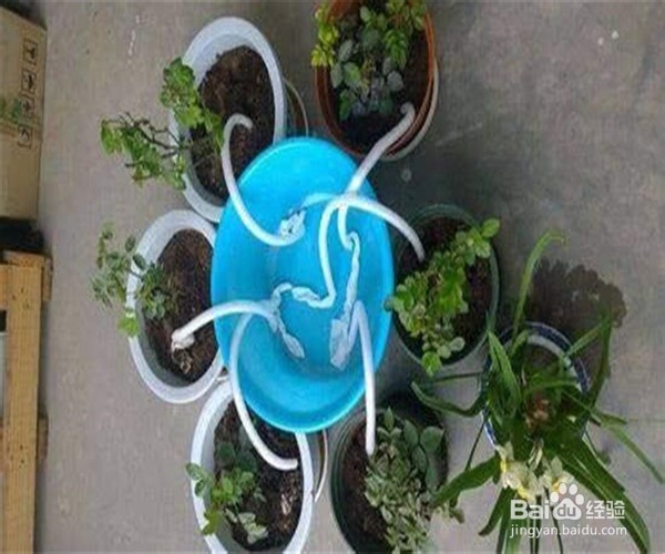 出门旅游期间家里的花草怎么浇水