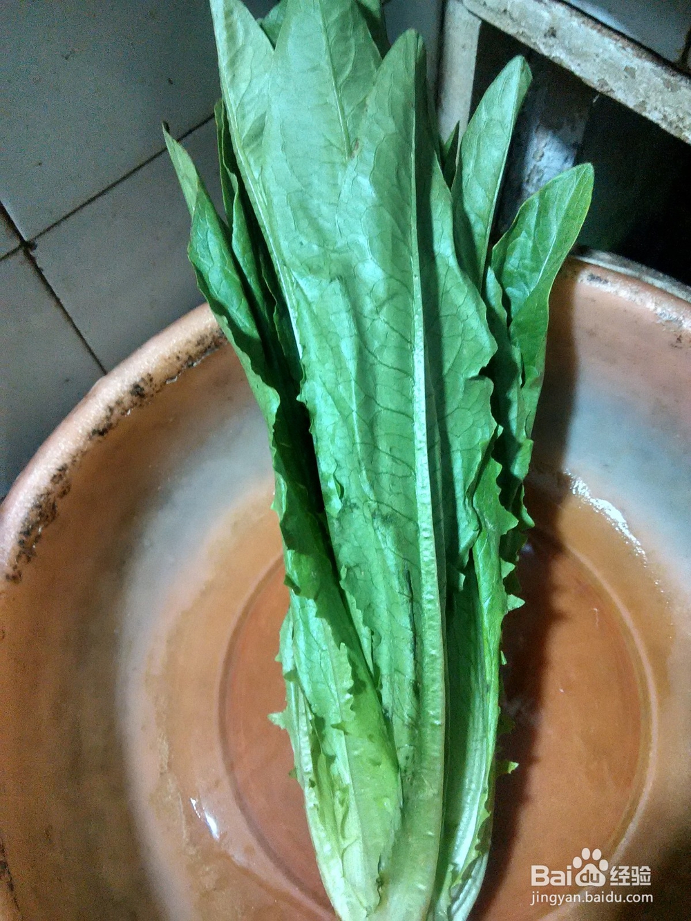 油麦菜拌阿波罗