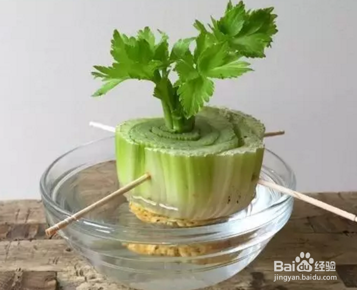 芹菜、菠萝盆栽的制作？