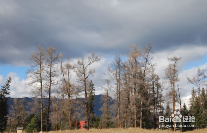 新疆喀纳斯图瓦村怎么玩?