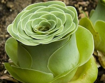 求怎么区别山地玫瑰品种