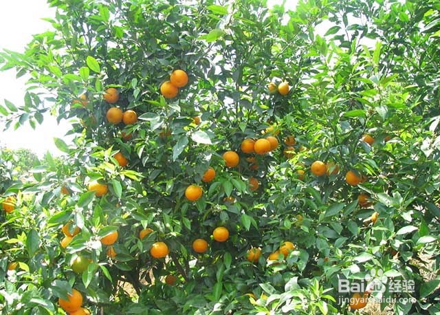 橙子膨果增甜用什么叶面肥？橙子的管理要点