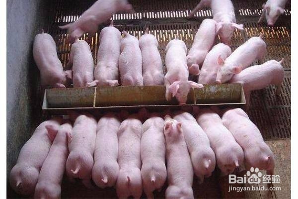 猪只消毒存在的误区有哪些?