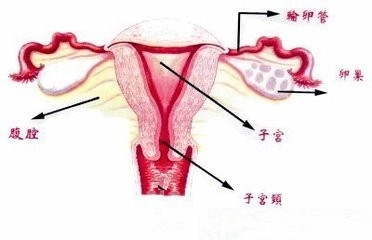 哪些原因可以令女性不能怀孕