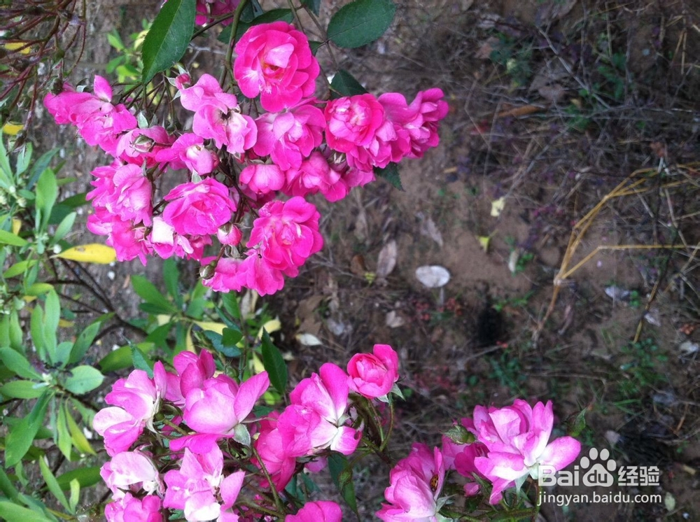 如何在冬季进行早锻炼，让心情愉悦