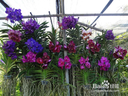 湘潭大观园自助游艺攻略