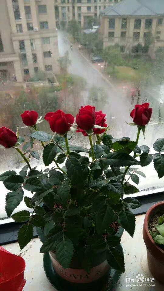 情人节玫瑰花盆栽要这样养