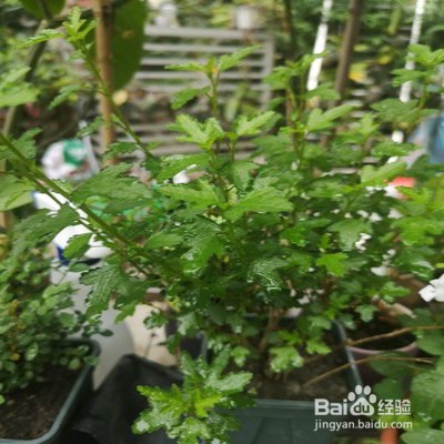 小木槿要怎样爆花多多