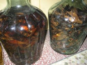 桔子皮的妙用（一）自制桔皮酒