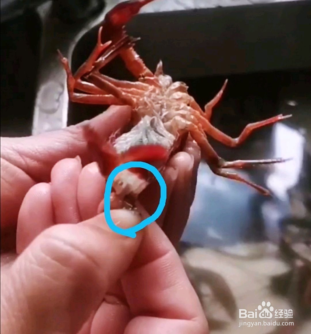 香辣小龙虾的做法