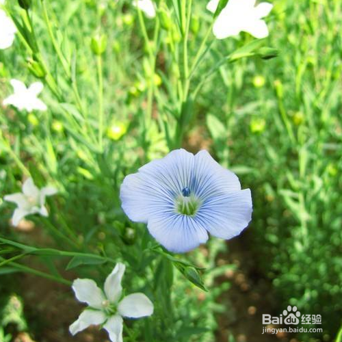 胡麻花的培育方法和注意事项 百度经验