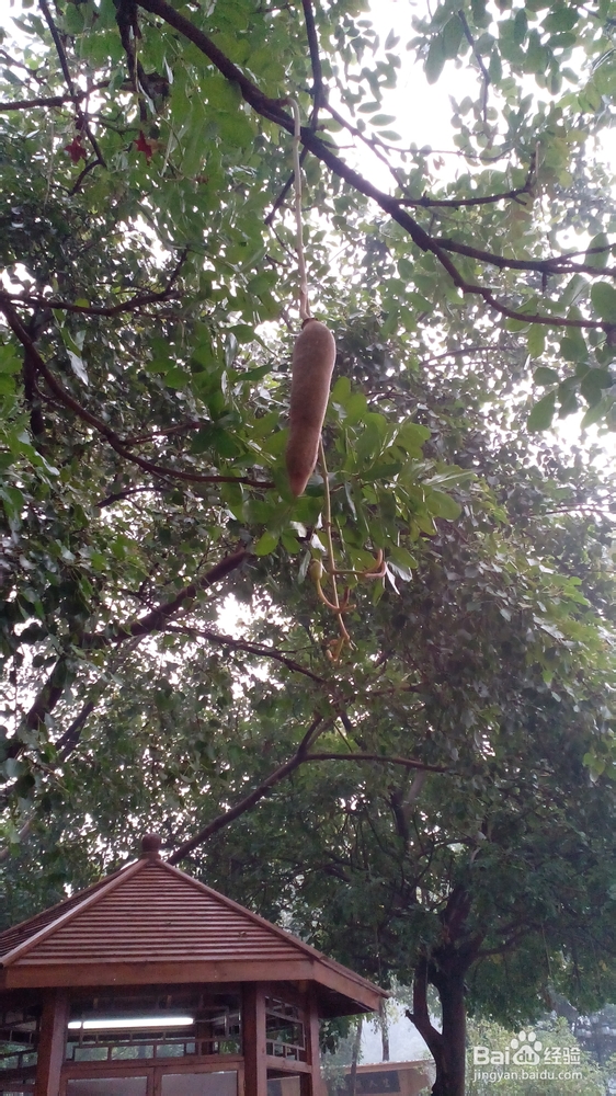 肇庆鼎湖山游记