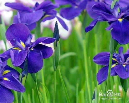 庭院花卉紫罗兰栽植及养护技术